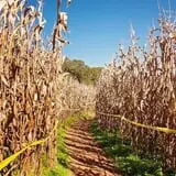 Uncle Shuck's Corn Maze & Pumpkin Patch photo