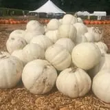 Uncle Shuck's Corn Maze & Pumpkin Patch photo