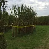 Uncle Shuck's Corn Maze & Pumpkin Patch photo
