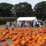 Uncle Shuck's Corn Maze & Pumpkin Patch photo