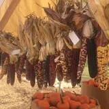 Uncle Shuck's Corn Maze & Pumpkin Patch photo