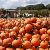 Uncle Shuck's Corn Maze & Pumpkin Patch photo