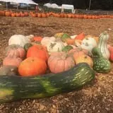 Uncle Shuck's Corn Maze & Pumpkin Patch photo