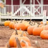Uncle Shuck's Corn Maze & Pumpkin Patch photo