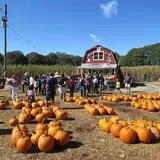 Uncle Shuck's Corn Maze & Pumpkin Patch photo