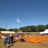 Uncle Shuck's Corn Maze & Pumpkin Patch photo
