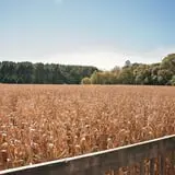 Uncle Shuck's Corn Maze & Pumpkin Patch photo