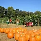 Uncle Shuck's Corn Maze & Pumpkin Patch photo