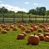 Blue Jay Orchards PYO Pumpkins & Wagon Rides photo