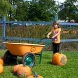 Blue Jay Orchards PYO Pumpkins & Wagon Rides photo