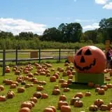 Blue Jay Orchards PYO Pumpkins & Wagon Rides photo