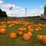 Blue Jay Orchards PYO Pumpkins & Wagon Rides photo