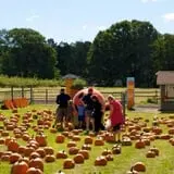 Blue Jay Orchards PYO Pumpkins & Wagon Rides photo