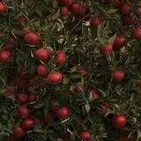 Blue Jay Orchards PYO Pumpkins & Wagon Rides photo