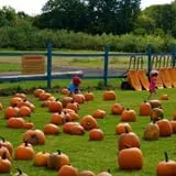 Blue Jay Orchards PYO Pumpkins & Wagon Rides photo