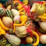 Blue Jay Orchards PYO Pumpkins & Wagon Rides photo