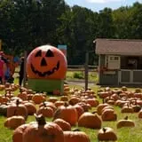 Blue Jay Orchards PYO Pumpkins & Wagon Rides photo