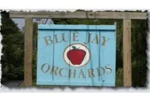Blue Jay Orchards PYO Pumpkins & Wagon Rides
