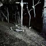 Nightmare At Owl Creek photo