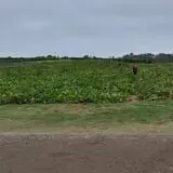 Gary Cranes U-Pick Farm photo