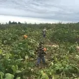 Gary Cranes U-Pick Farm photo