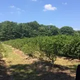Gary Cranes U-Pick Farm photo
