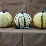 Haunted Maze at Circle S Corn Maze and Pumpkin Patch photo