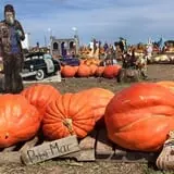 Haunted Maze at Circle S Corn Maze and Pumpkin Patch photo