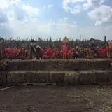 Haunted Maze at Circle S Corn Maze and Pumpkin Patch photo