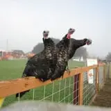 Craven Farm photo
