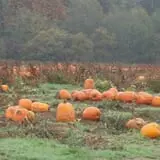 Craven Farm photo
