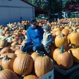 Szalay's Farm Corn Maze photo