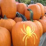 Szalay's Farm Corn Maze photo
