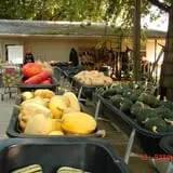 Pierce's Pumpkin Patch photo