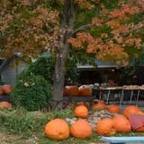 Pierce's Pumpkin Patch photo