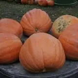 Pierce's Pumpkin Patch photo