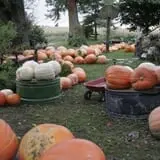 Pierce's Pumpkin Patch photo