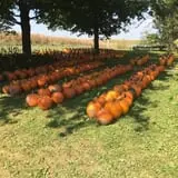 Pierce's Pumpkin Patch photo