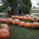 Pierce's Pumpkin Patch photo