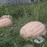 Pierce's Pumpkin Patch photo