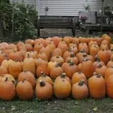 Pierce's Pumpkin Patch photo