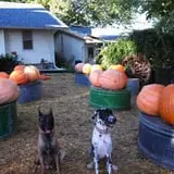 Pierce's Pumpkin Patch photo
