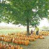 Pierce's Pumpkin Patch photo