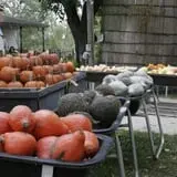 Pierce's Pumpkin Patch photo
