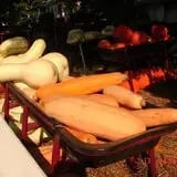 Pierce's Pumpkin Patch photo