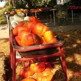 Pierce's Pumpkin Patch photo