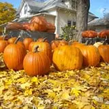 Pierce's Pumpkin Patch photo
