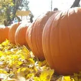 Pierce's Pumpkin Patch photo