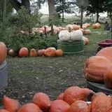 Pierce's Pumpkin Patch photo