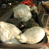 Pierce's Pumpkin Patch photo
